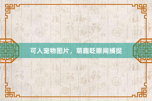 可人宠物图片，萌趣眨眼间捕捉